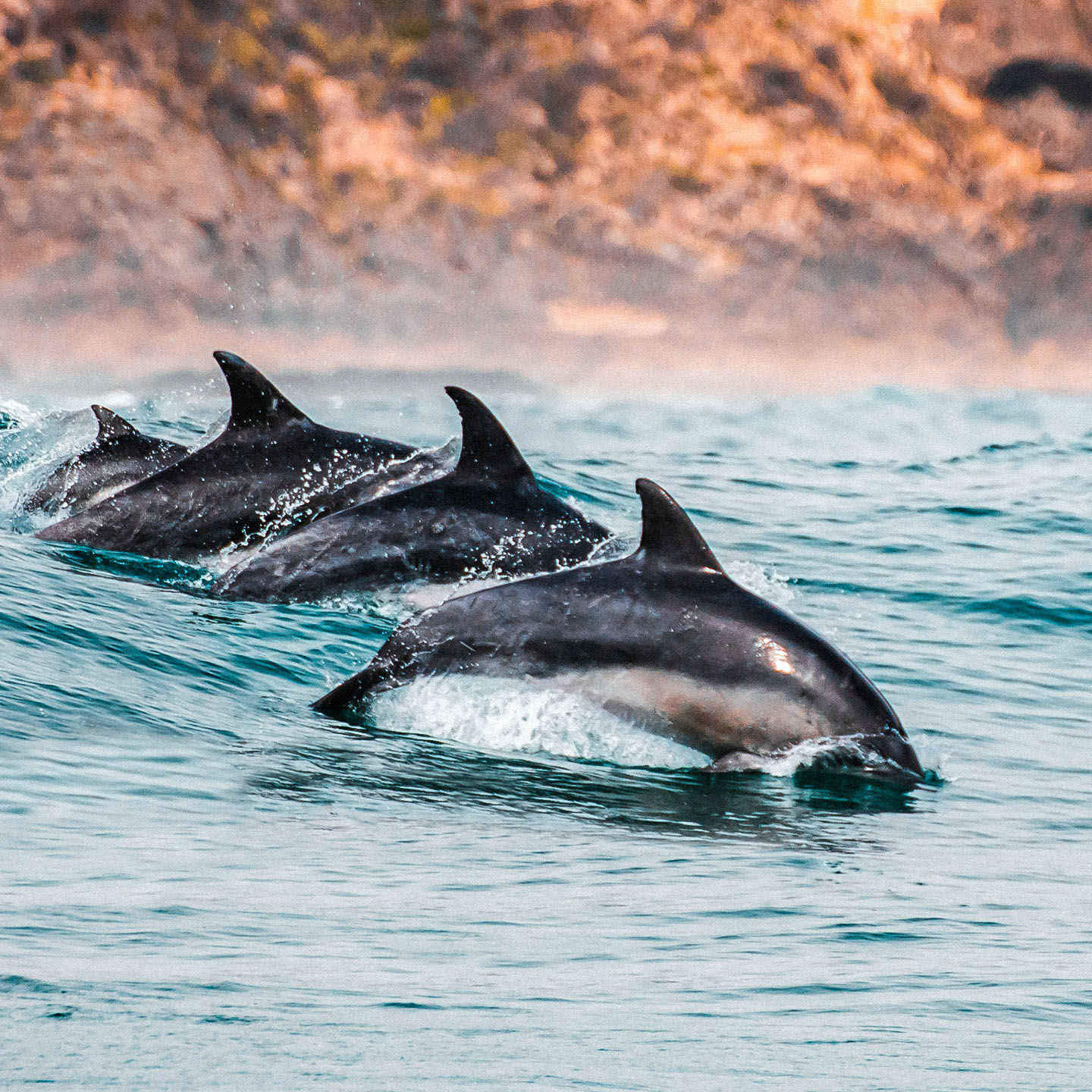 Vier Delfine springen aus dem Meer.