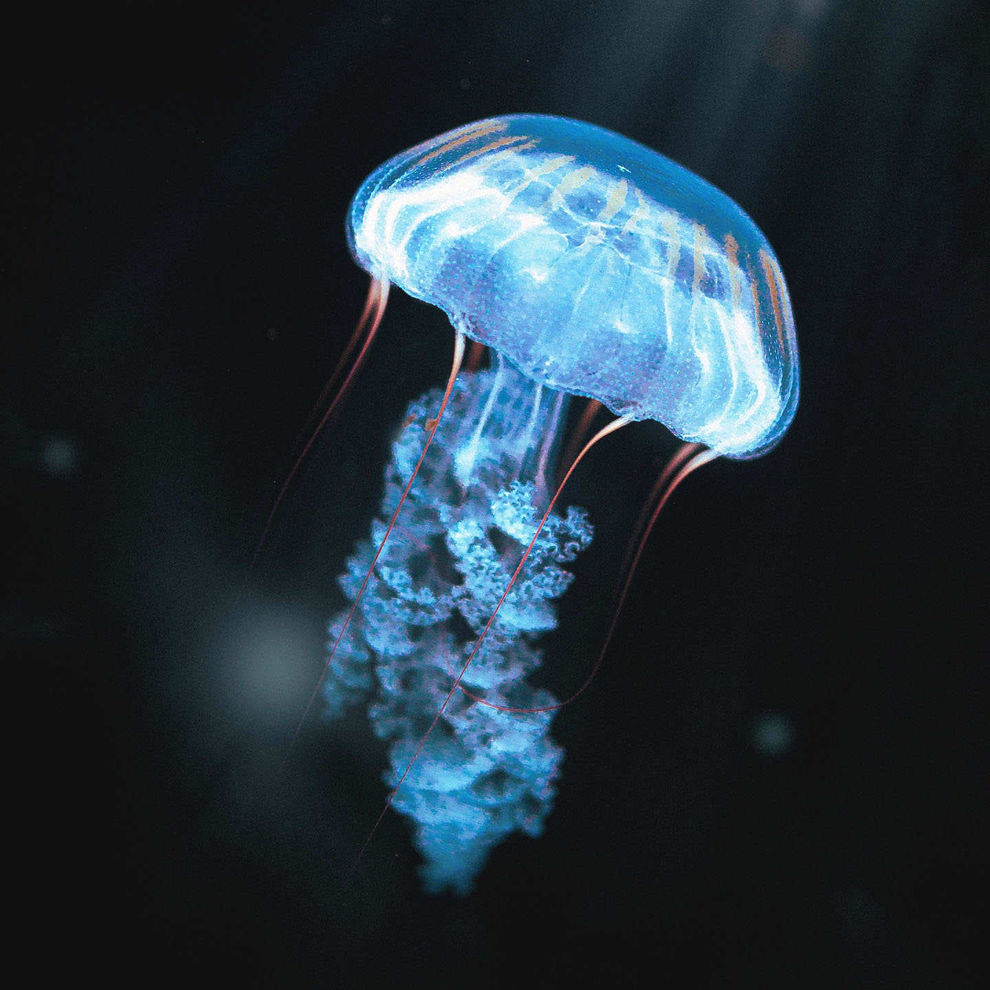 Durchsichtige, blaue Qualle schwimmt im dunklen Meer.