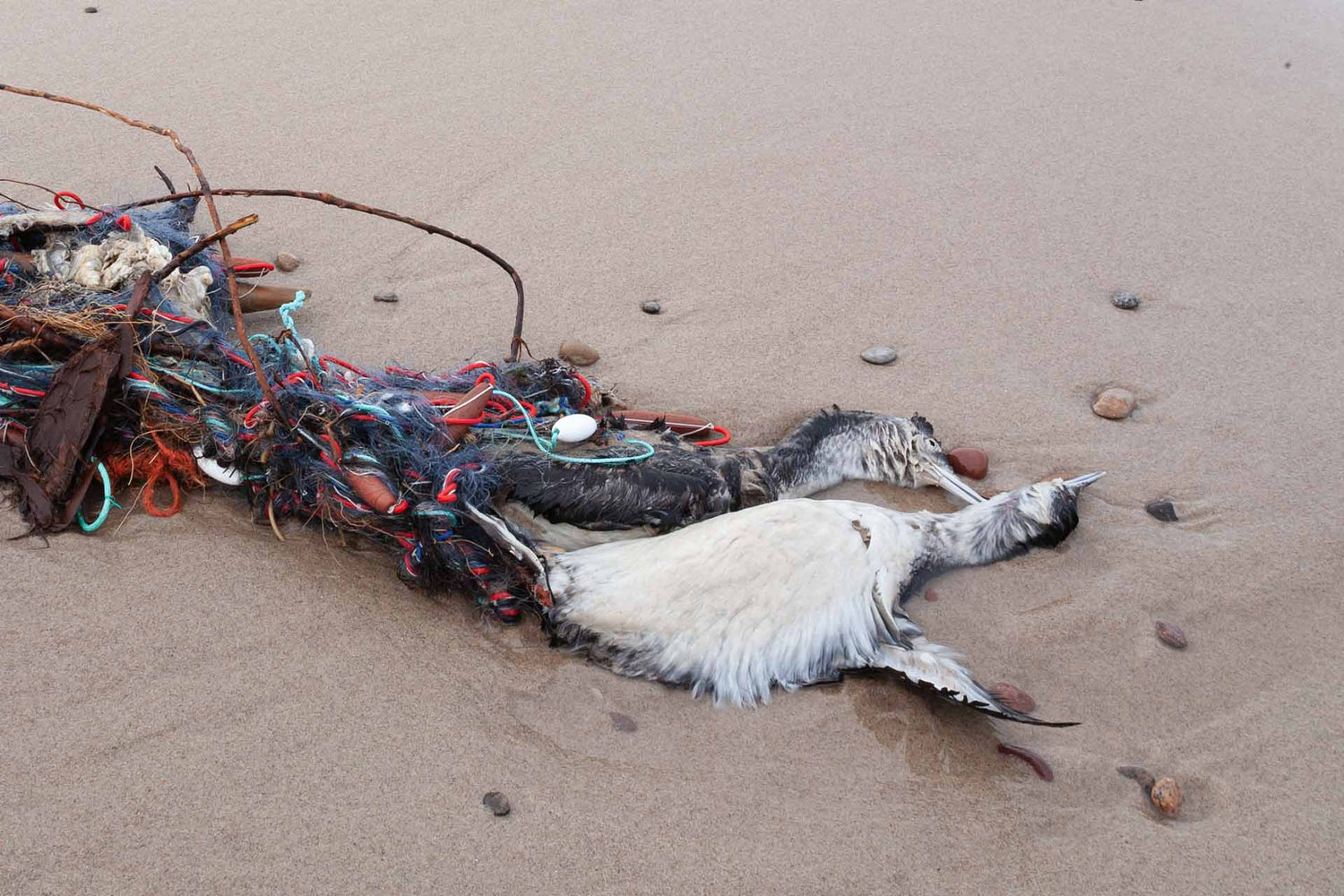 Zwei am Strand liegende, tote Kormorane, die sich in Geisternetzen verfangen haben.