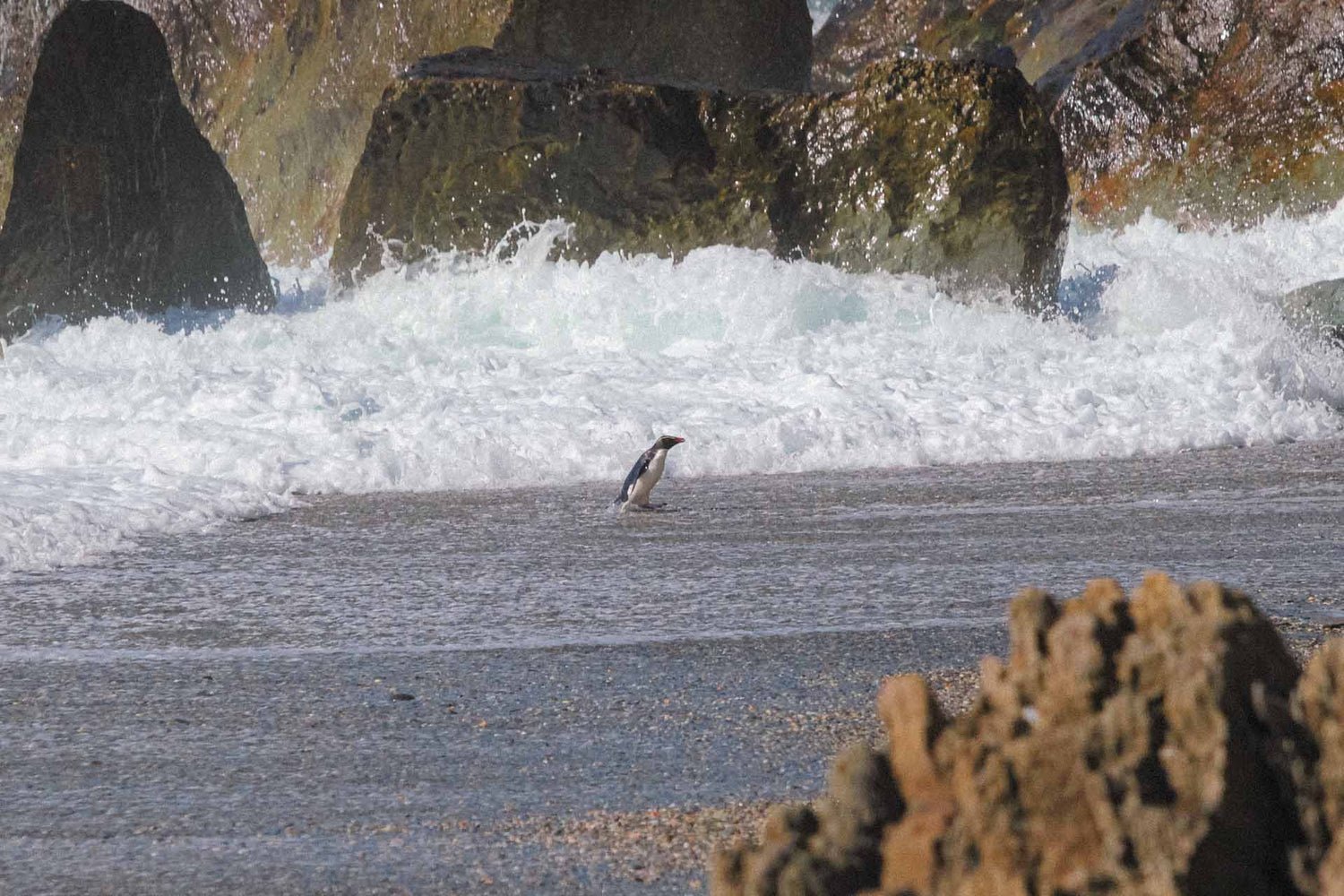 Ein Dickschnabelpinguin hüpft am Strand zwischen großen Felsen aus dem Meer.