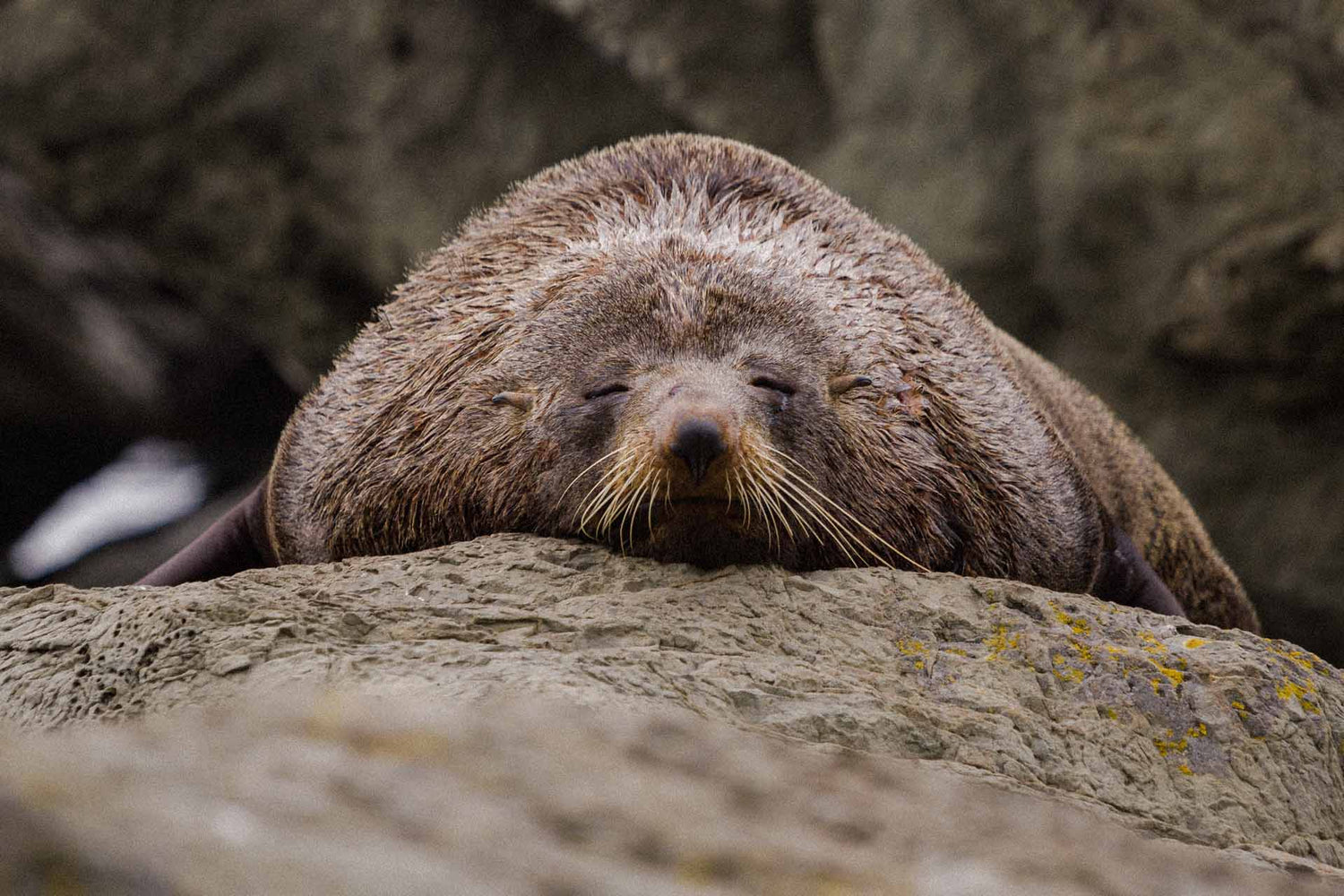 Ein schlafender Seebär liegt auf einem schroffen Felsen.