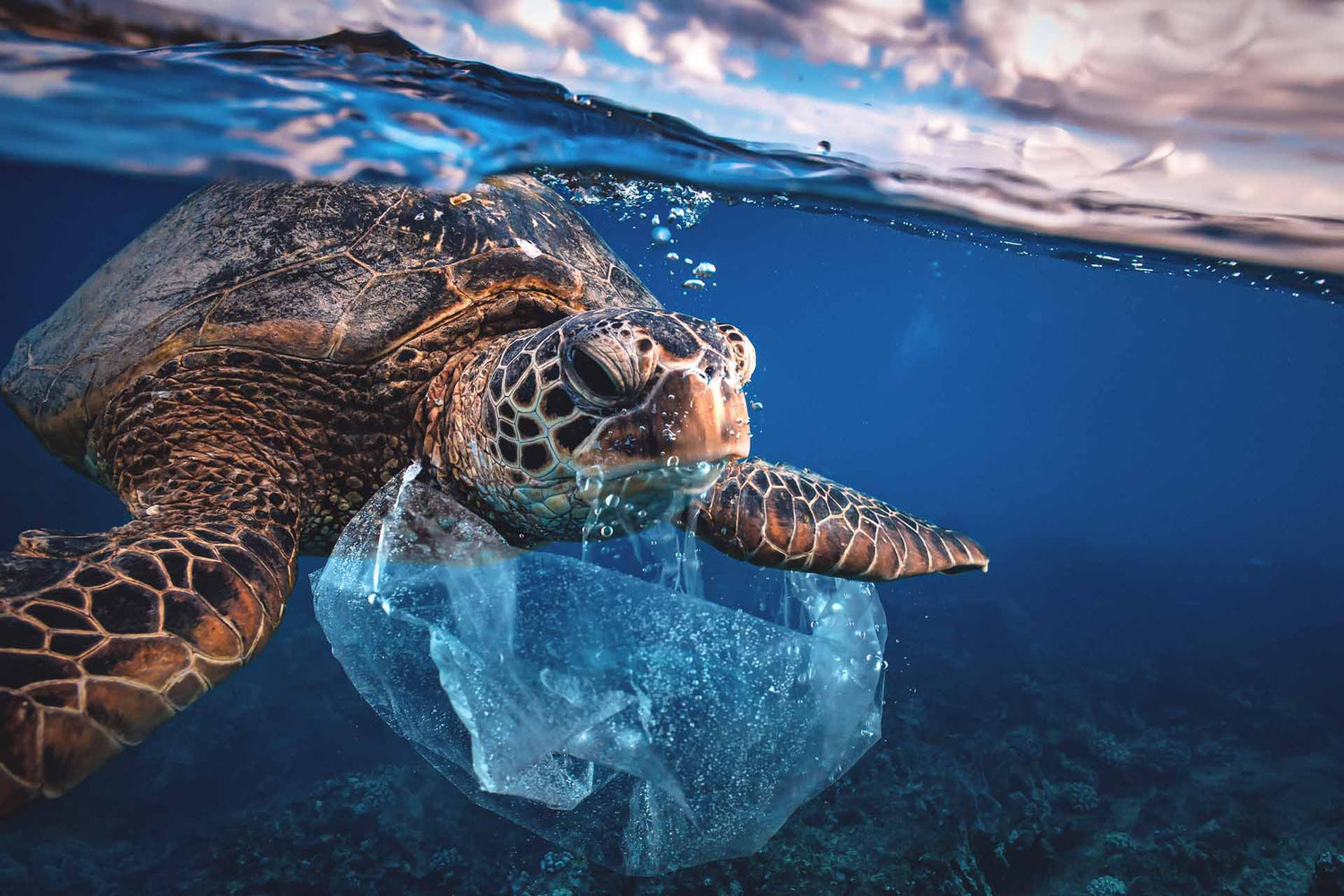 Eine Meeresschildkröte schwimmt unter der Meeresoberfläche und hat eine Plastiktüte im Schnabel.