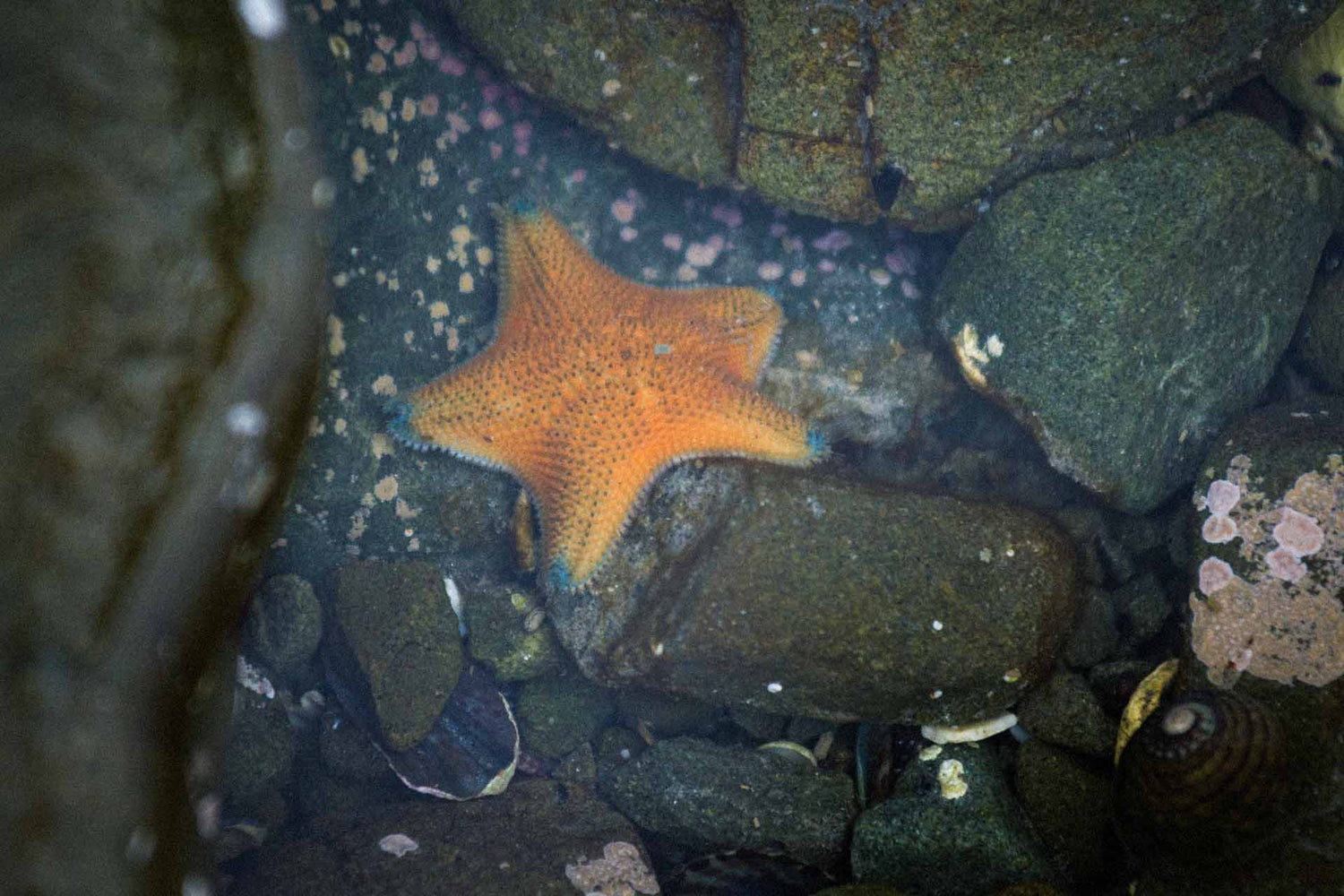 Ein kleiner, orangener Seestern liegt zwischen Steinen unter der Wasseroberfläche.